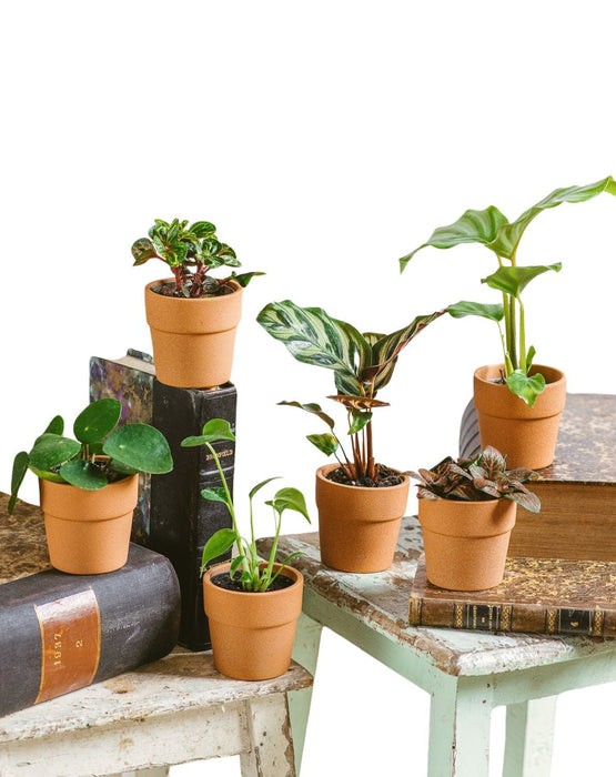 Familie - Sæt Med 6 Babyplanter