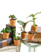 Familie - Sæt Med 6 Babyplanter