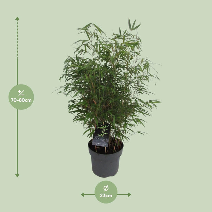 Fargesia Rufa Bambus D23Cm H95Cm