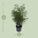 Fargesia Rufa Bambus D23Cm H95Cm