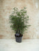 Fargesia Rufa Bambus D23Cm H95Cm