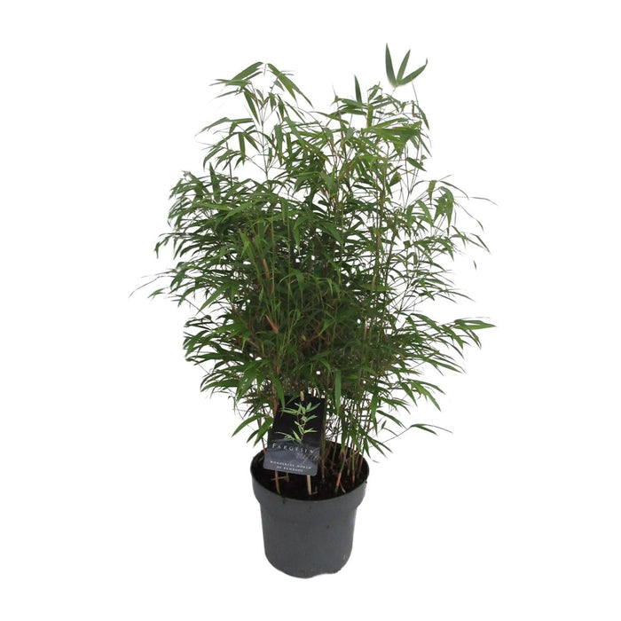 Fargesia Rufa Bambus D23Cm H95Cm