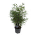 Fargesia Rufa Bambus D23Cm H95Cm
