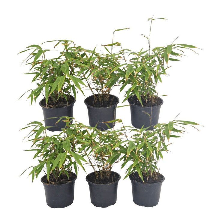 Fargesia Rufa Sæt Med 24 Bambus - Ø13 Cm - ↕25 Cm - Udendørs Plante