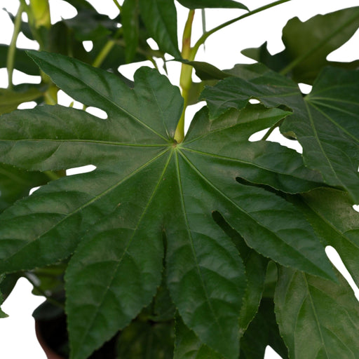 Fatsia Japonica Grøn H85Cm