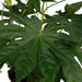 Fatsia Japonica Grøn H85Cm