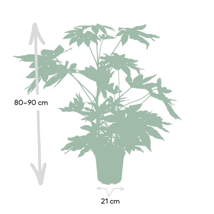 Fatsia Japonica Grøn H85Cm