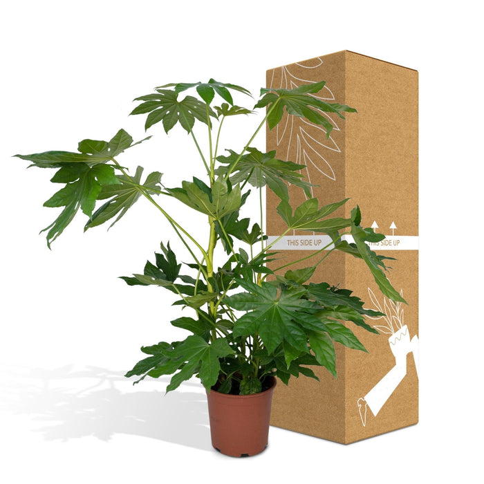 Fatsia Japonica Grøn H85Cm