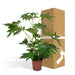 Fatsia Japonica Grøn H85Cm