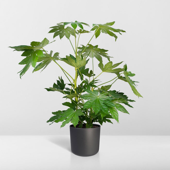Fatsia Japonica Grøn H85Cm