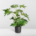 Fatsia Japonica Grøn H85Cm