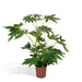 Fatsia Japonica Grøn H85Cm