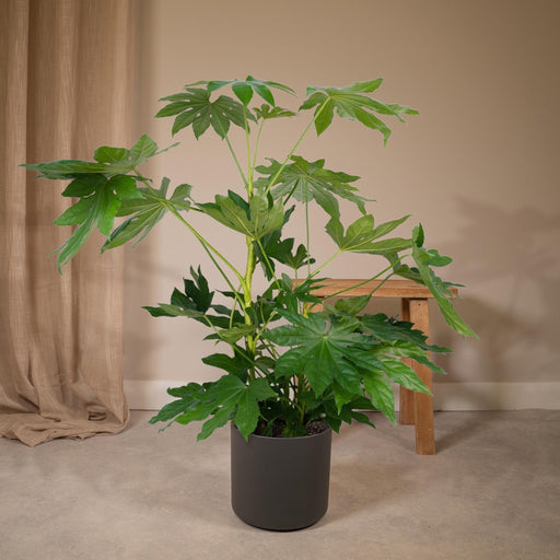 Fatsia Japonica Grøn H85Cm
