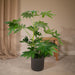 Fatsia Japonica Grøn H85Cm