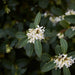 Falsk Holly H125Cm Til 10 Lineære Meter Hæk 10X12L