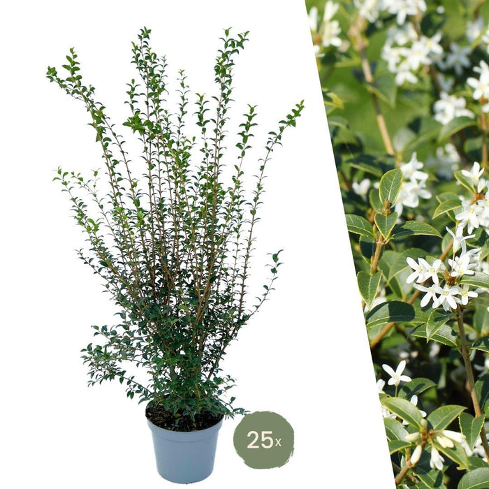 Falsk Holly H125Cm Til 10 Lineære Meter Hæk 10X12L