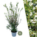 Falsk Holly H125Cm Til 10 Lineære Meter Hæk 10X12L