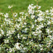 Falsk Holly H125Cm Til 10 Lineære Meter Hæk 10X12L