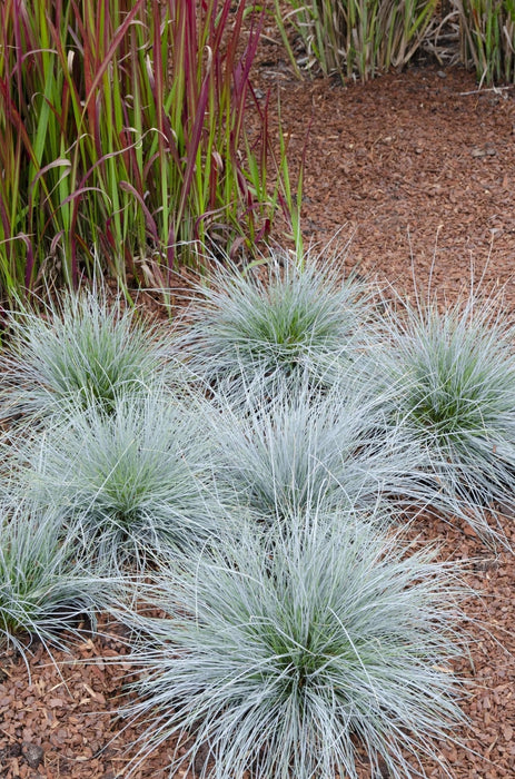 Blåsvingel - ↨40Cm - Ø19 - Udeplante
