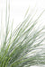 Blåsvingel - ↨40Cm - Ø19 - Udeplante