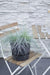 Blåsvingel - ↨40Cm - Ø19 - Udeplante