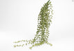 Kunstigt Løv Exotica Bær 57 Cm Indendørs Plante