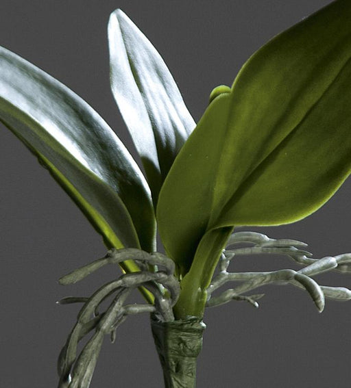 Kunstigt Bladorkidé H.21 Cm Grøn Pæl