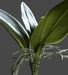 Kunstigt Bladorkidé H.21 Cm Grøn Pæl