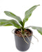 Kunstig Bladorkidé Phalaenopsis 24Cm Grøn