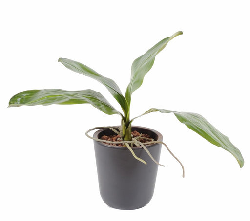 Kunstig Bladorkidé Phalaenopsis 24Cm Grøn