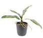 Kunstig Bladorkidé Phalaenopsis 24Cm Grøn