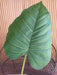 Kunstig Philo Leaf 63Cm Indvendig Dekoration