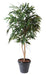 Kunstig Ficus Alii 190 Cm Til Indretning