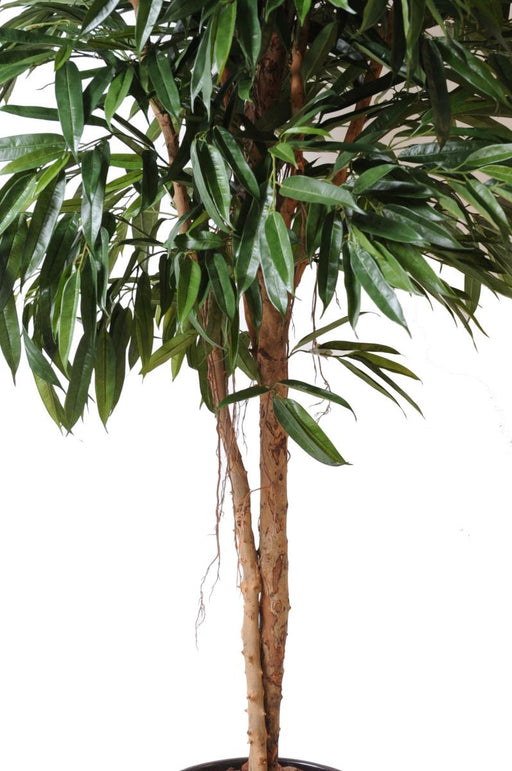 Kunstig Ficus Alii Til Indretning 250Cm