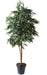 Kunstig Ficus Alii Til Indretning 250Cm