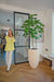 Ficus - Kunstigt Træ
