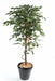Kunstig Ficus 120 Cm Indendørs Dekorativ Plante