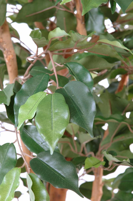Kunstig Ficus 150 Cm Indendørs Dekorativ Plante