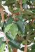 Kunstig Ficus 150 Cm Indendørs Dekorativ Plante