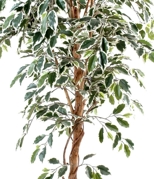 Kunstig Ficus 180 Cm Enkeltstamme Broget