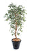 Kunstig Ficus 180 Cm Enkeltstamme Broget