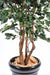 Kunstig Ficus 180Cm Indendørs Plante Grøn