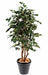 Kunstig Ficus 180Cm Indendørs Plante Grøn