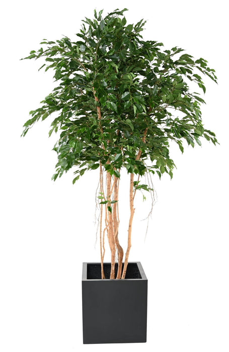Kunstig Ficus 260 Cm Grøn Indendørs Plante