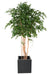 Kunstig Ficus 260 Cm Grøn Indendørs Plante