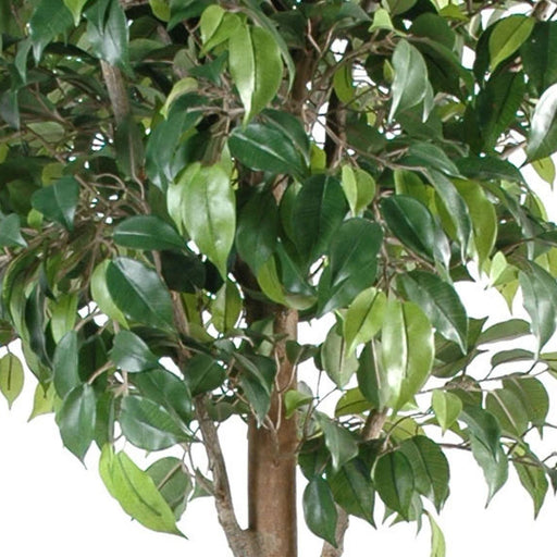 Kunstig Ficus Dobbeltbold 150Cm Indvendig Dekoration
