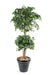 Kunstig Ficus Dobbeltbold 180 Cm Til Dekoration