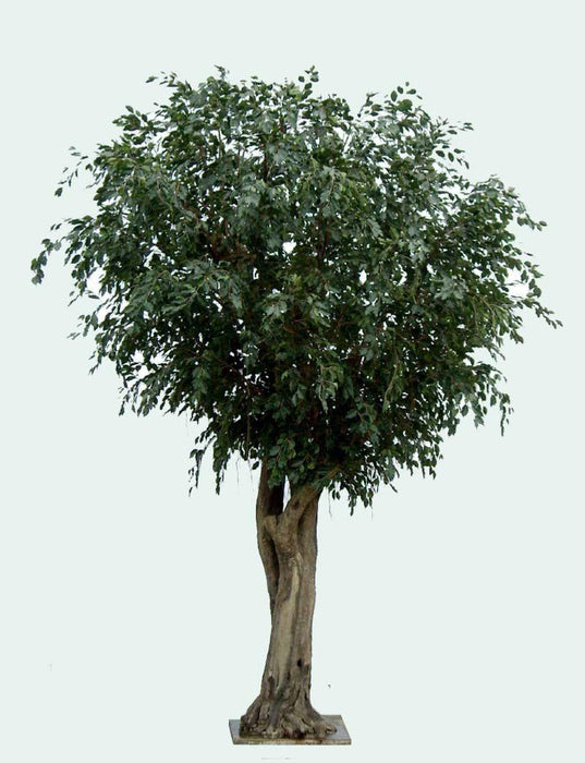 Kæmpe Kunstig Ficus Til Indendørs 500 Cm