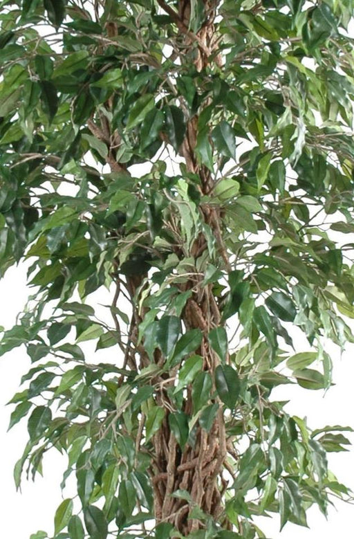 Kunstig Ficus Lianas 150 Cm Grøn Indendørs Plante