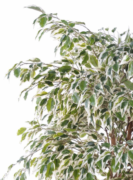 Kunstig Ficus Lianas 180 Cm Indendørs Plante
